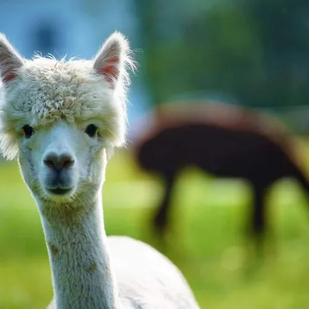 Apartment Gaestehaus Zum Baeren